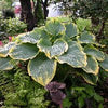 Hosta 'Sagae'