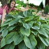 Hosta Shadowland® 'Empress Wu'