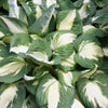 Hosta 'Vulcan'