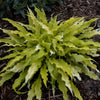 Hosta 'Wiggles And Squiggles'