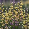 Baptisia Decadence® 'Pink Lemonade'