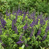 Baptisia Decadence® 'Sparkling Sapphires