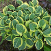 Hosta 'Mighty Mouse'