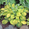 Hosta 'Rainforest Sunrise'
