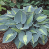 Hosta 'Touch of Class'