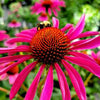 Echinacea p. 'Ruby Star'