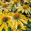 Echinacea Sombrero® Summer Solstice