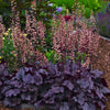Heuchera 'Grape Expectations'