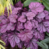 Heuchera Primo® 'Wild Rose'