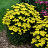 Achillea 'Firefly Sunshine'