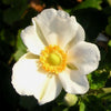 Anemone x 'Honorine Jobert'