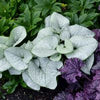 Brunnera m. 'Alexandria'