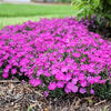 Dianthus 'Paint The Town Fushia'