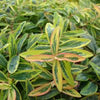 Hypericum c. 'Fiesta'