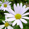 Kalimeris incisa 'Blue Star'