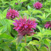 Monarda d. 'Grand Marshall'