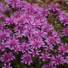 Monarda 'Leading Lady Amethyst'