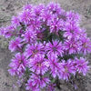 Monarda 'Leading Lady Orchid'