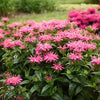 Monarda 'Leading Lady Pink'