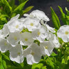 Phlox p. Luminary™ 'Backlight'