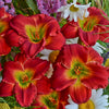 Hemerocallis 'Red Hot Returns'