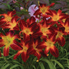 Hemerocallis 'Ruby Spider'
