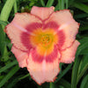 Hemerocallis 'Strawberry Candy'