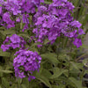 Phlox p. 'Blue Paradise'