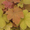 Heuchera 'Caramel'