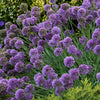 Allium 'Medusa'