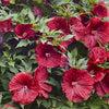 Hibiscus 'Blackberry Merlot'