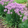Allium 'Serendipity'