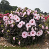 Hibiscus 'Dark Mystery'