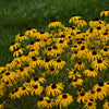 Rudbeckia 'American Gold Rush'
