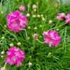 Armeria m. 'Splendens'