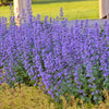 Nepeta 'Cat's Meow'