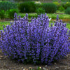 Nepeta 'Cat's Pajamas'
