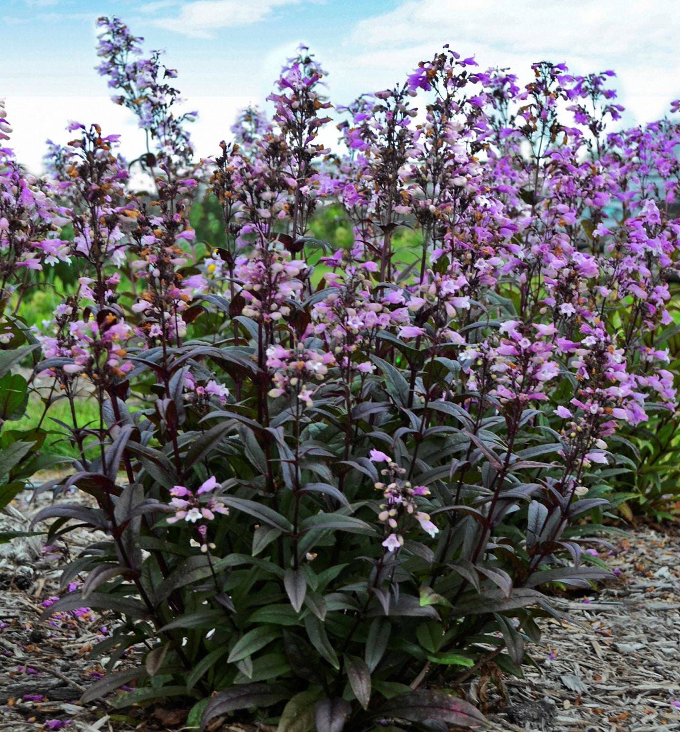 Rhodes Greenhouses Penstemon