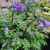 Polemonium 'Heaven Scent'
