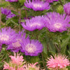 Stokesia l. 'Honeysong Purple'