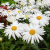 Leucanthemum 'Whoops-A-Daisy'