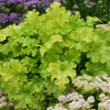 Heuchera 'Lime Ruffles'