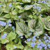 Brunnera m. 'Jack Frost'