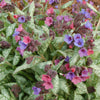 Pulmonaria 'High Contrast'