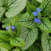 Brunnera m. 'Queen of Hearts'