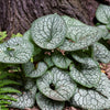 Brunnera m. 'Jack of Diamonds'