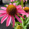 Echinacea Pixie Meadowbrite™