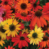 Echinacea 'Cheyenne Spirit'
