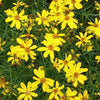 Coreopsis v. 'Mayo Clinic Flower of Hope