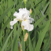 Iris g. 'Immortality' (Rebloom)